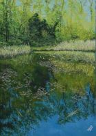 PELLOS - Etang de Vidy Lausanne Vaud